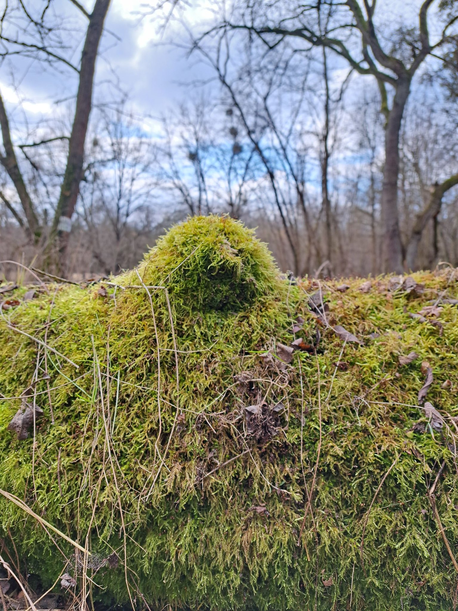 artykuły Buka