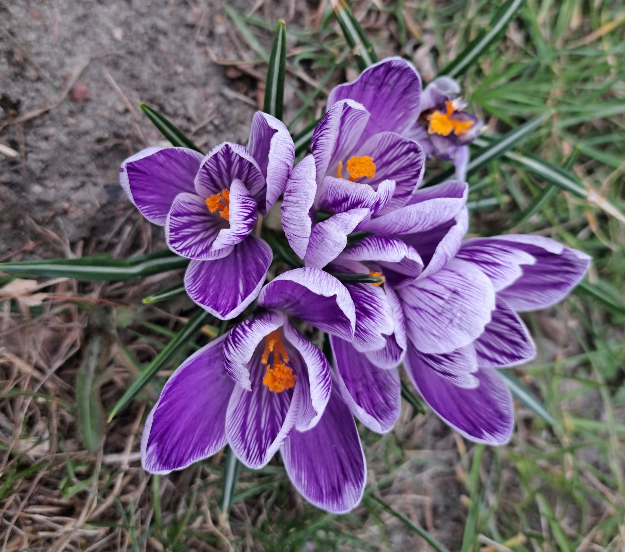 artykuły Szafran i inne talenty
