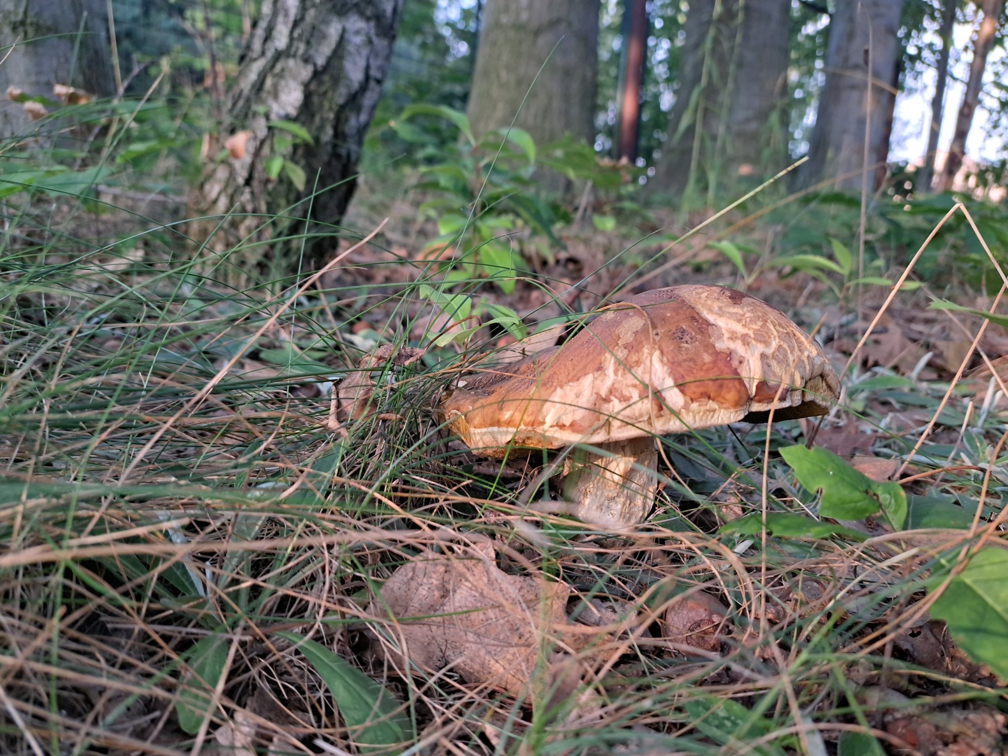 artykuły Grzybnia