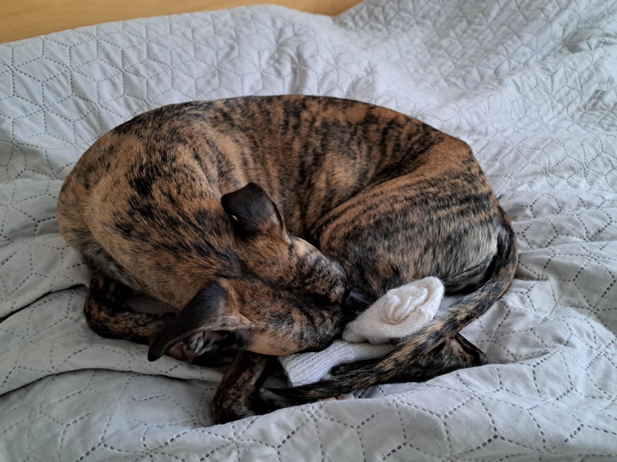 artykuły Pies