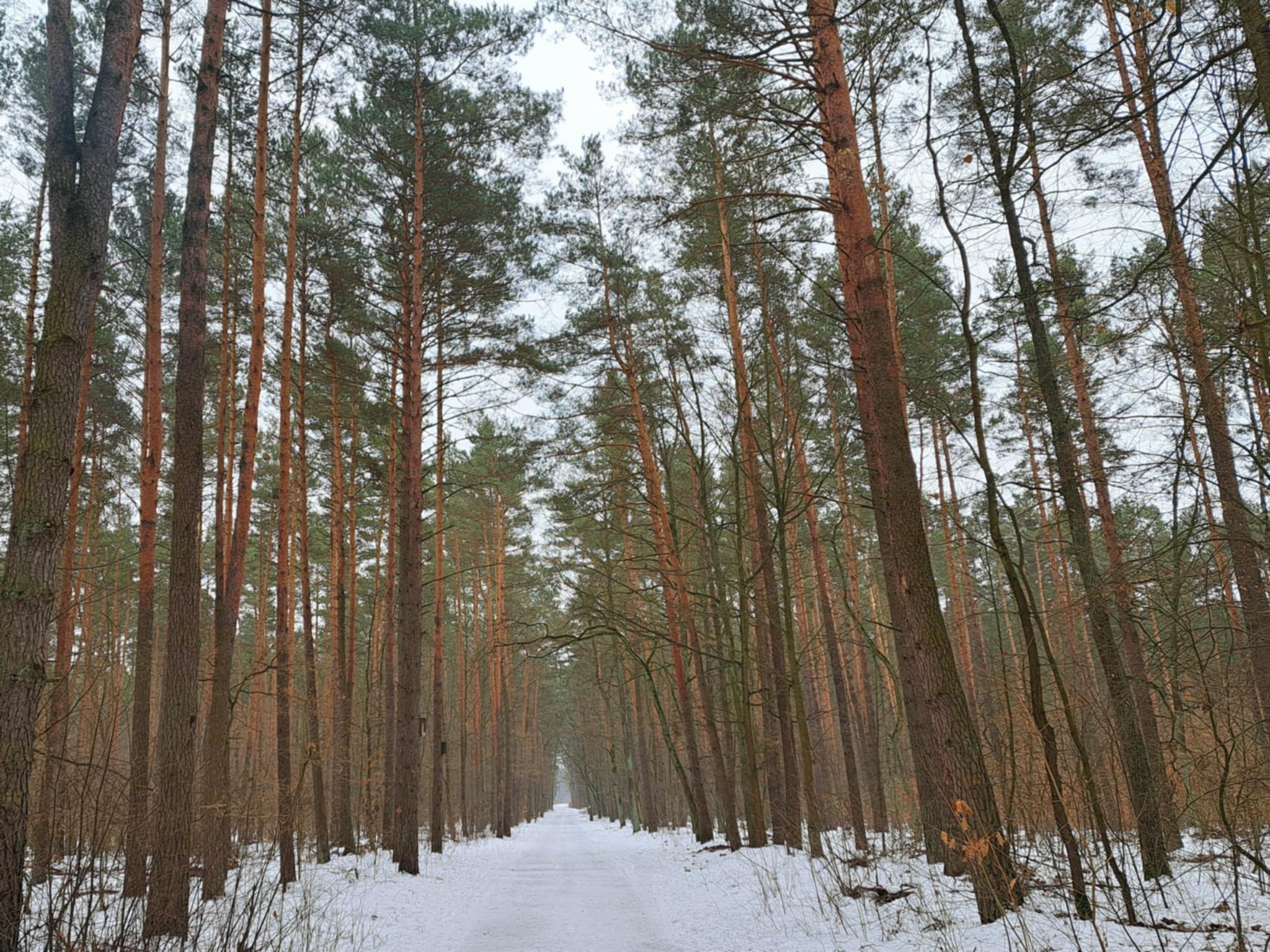 artykuły Shinrin-yoku